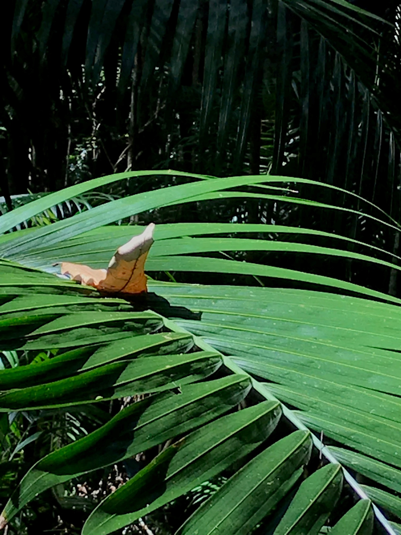 'Leaf imitating an insect' Joan McVilly. A dry brown leaf rests delicately on a green palm frond, its curled edges and segmented shape closely resembling the form of a camouflaged insect blending into the foliage.