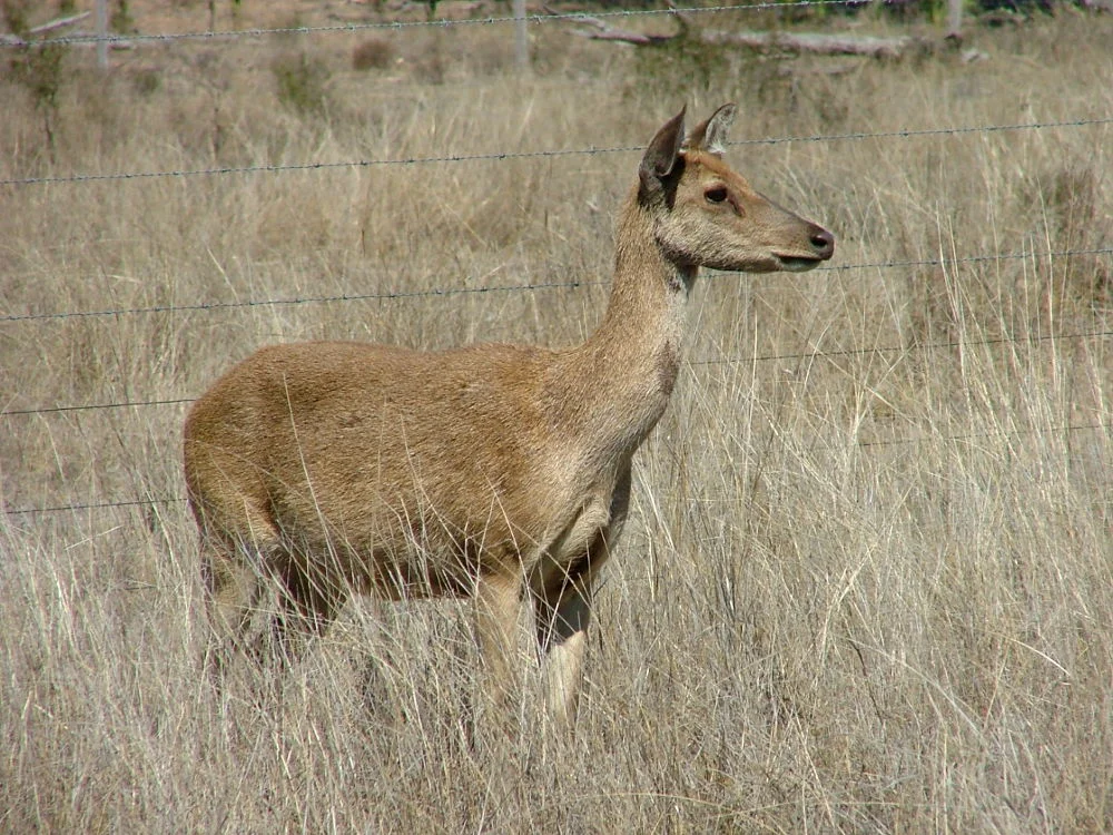 Warning to drivers: Deer on Sunshine Motorway