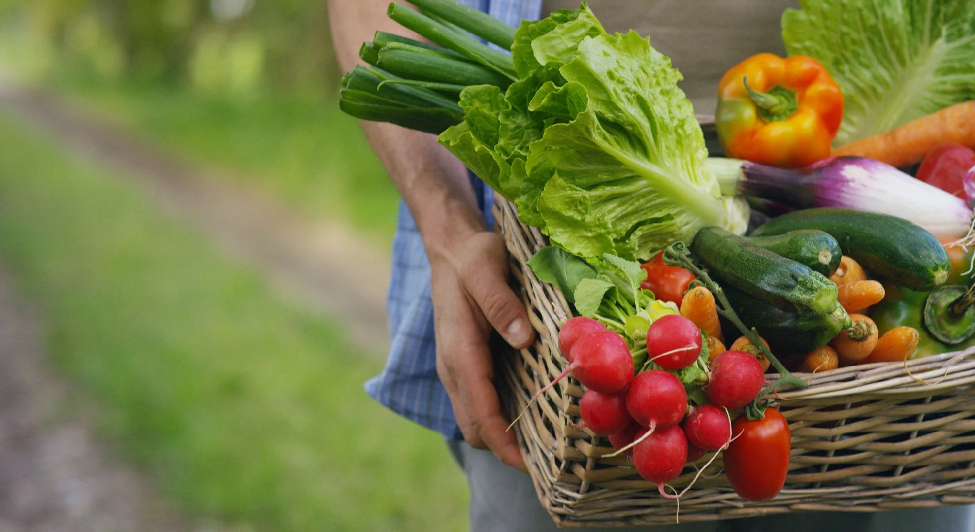 basket of fresh vegetables