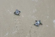 Watch: A turtle-ly cute first swim