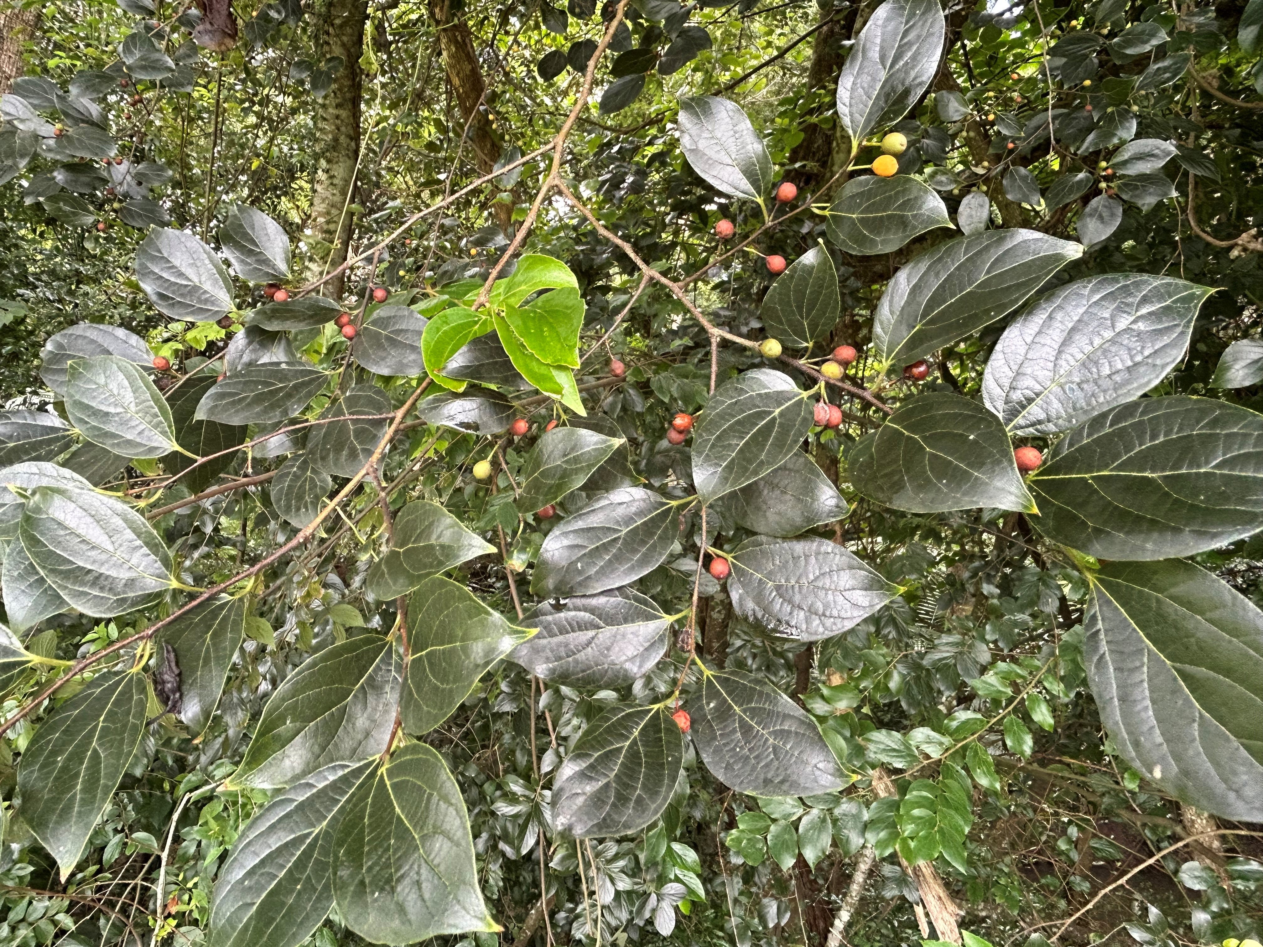 Chinese celtis.