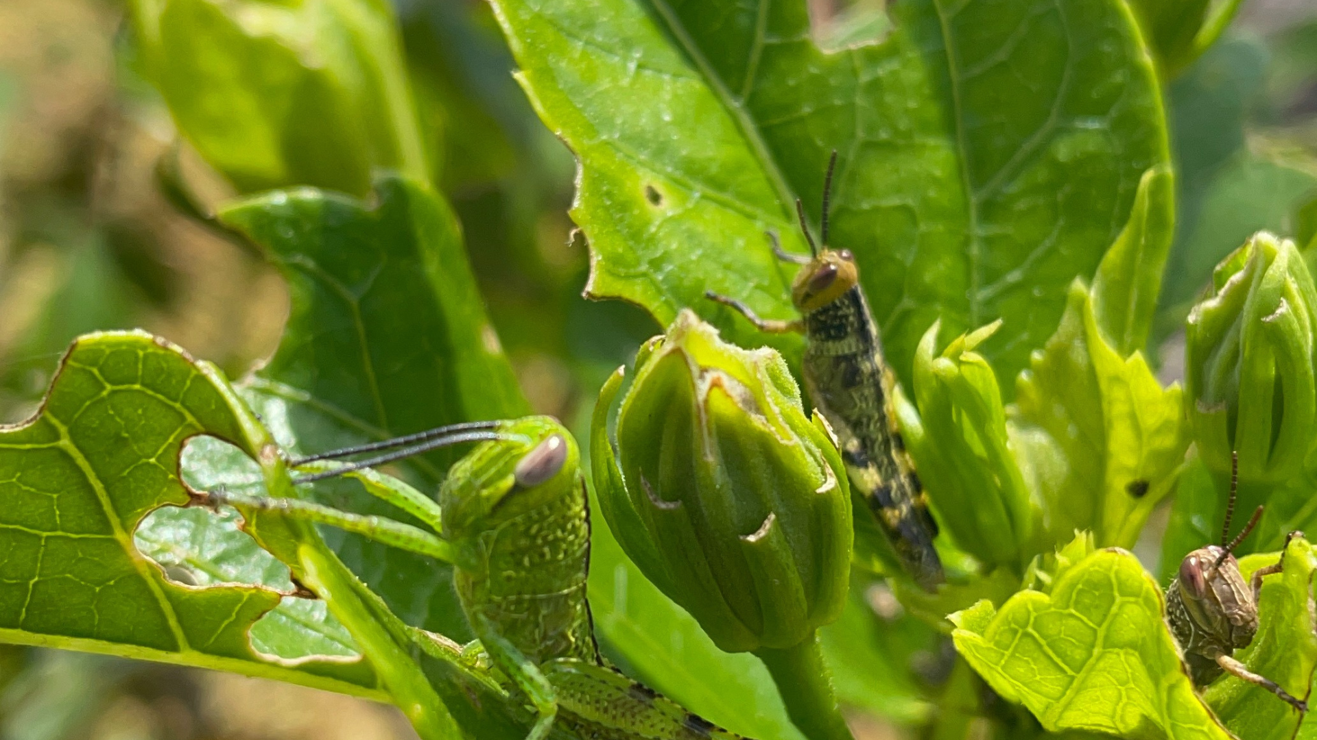 Grasshoppers on a hibiscus plant