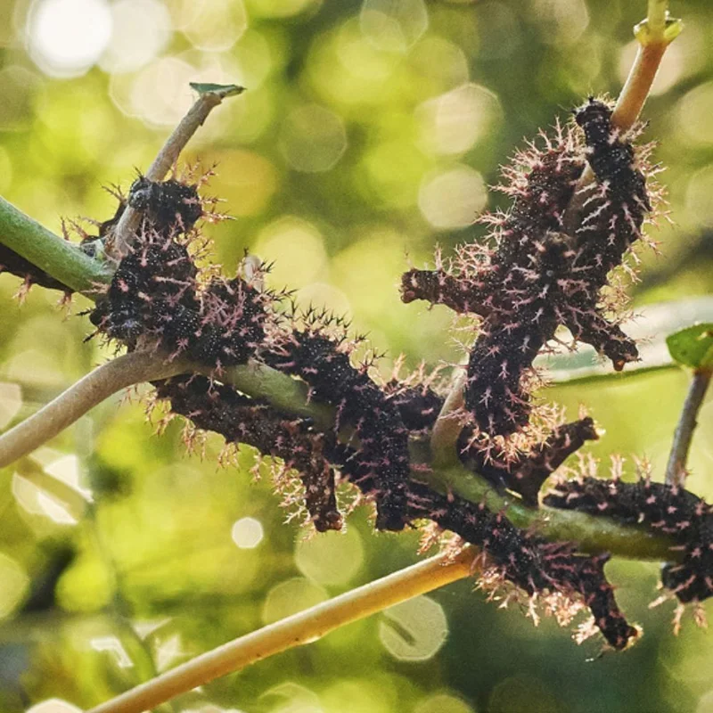 1000 x 1000- Native Mulberry - Greg Miller.jpg