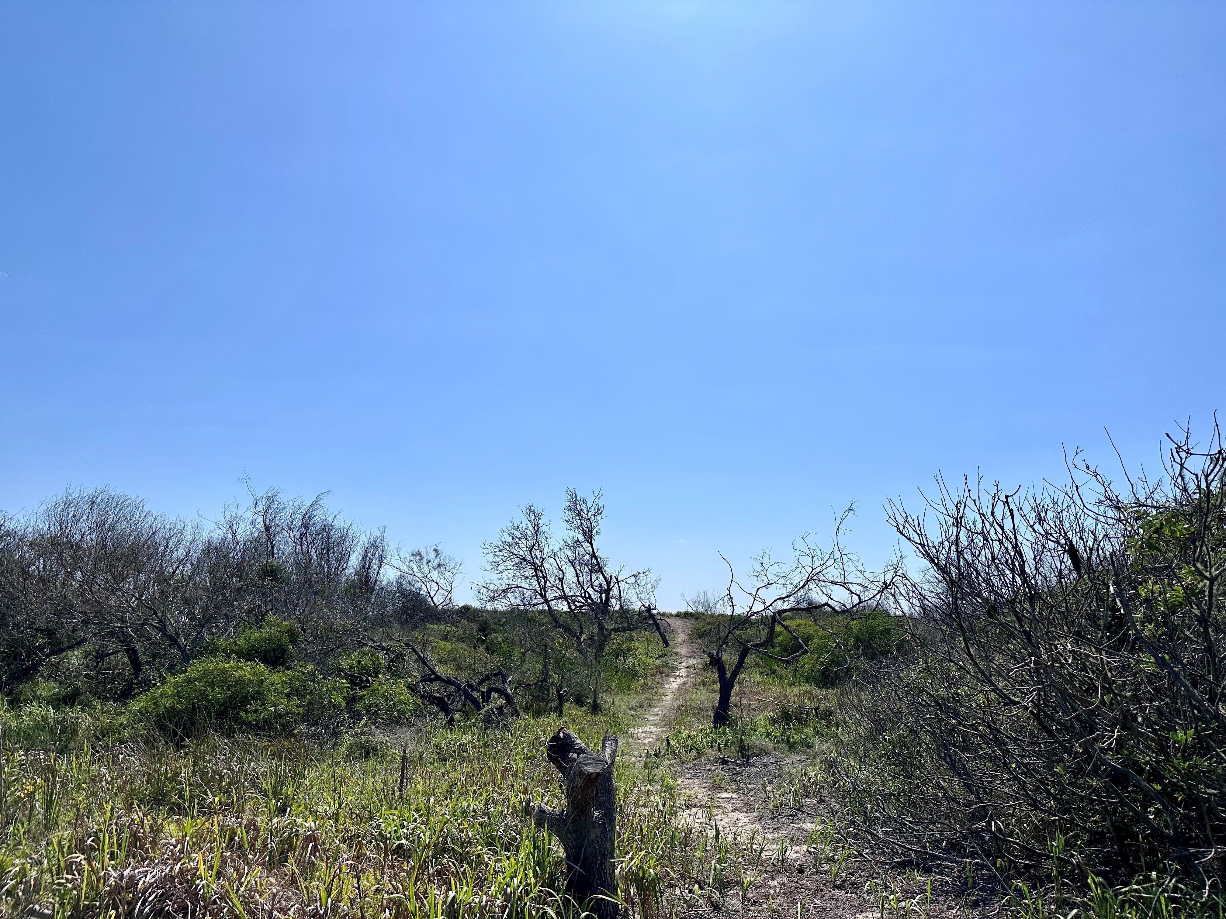 A barren dune after trees were severely poisoned and plants pulled out and removed.  