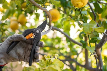 pruning citrus trees