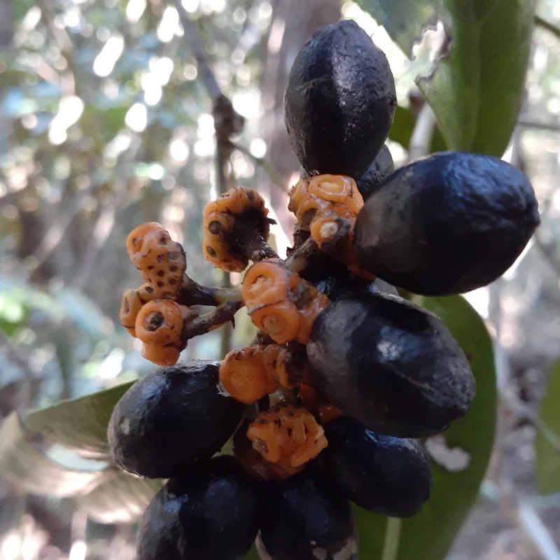 1000 x 1000- Large Leaf Wilkea Fruits Buderim.jpg