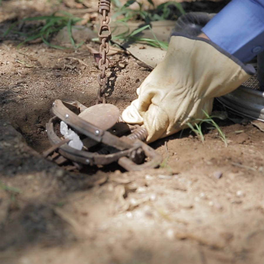 Wild dog trap being placed in dirt on the ground.