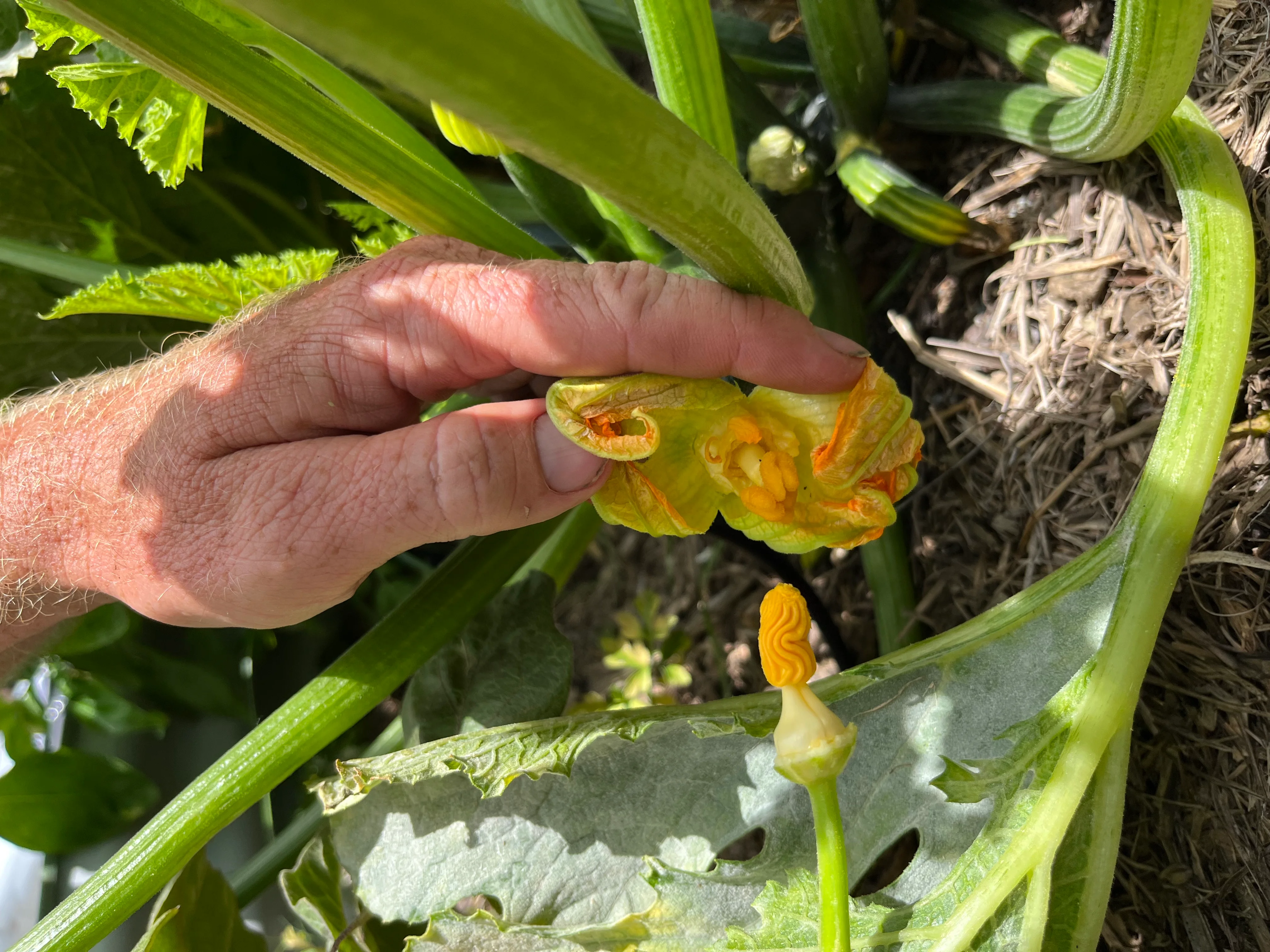 Zucchini Flowers