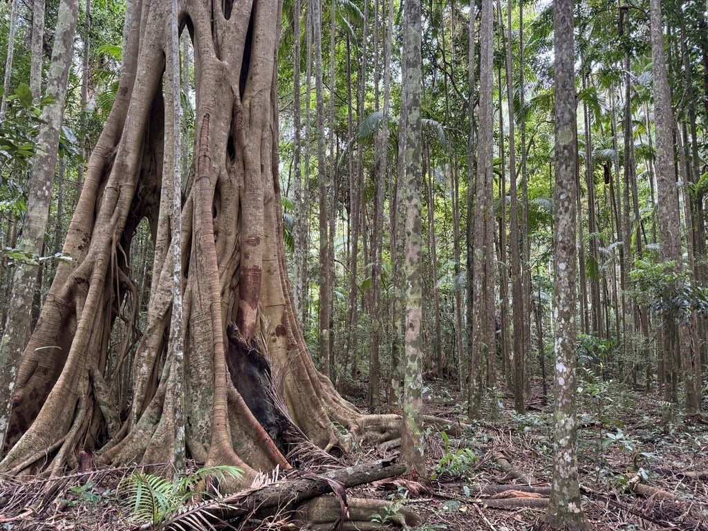 Forests cover much of the purchased site.