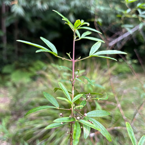 Sandfly Bush Zieria smithii square - SR.png