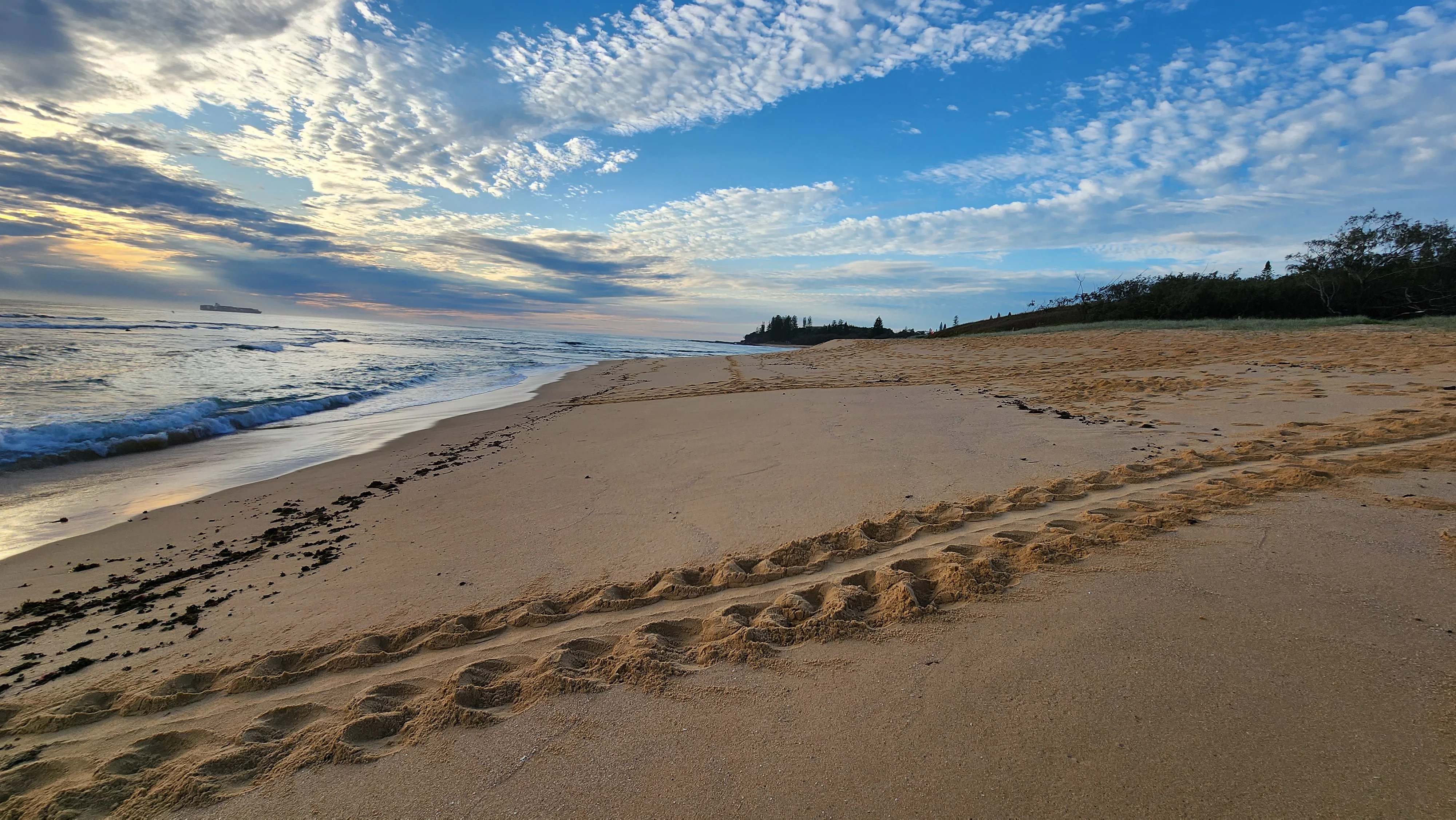 Early morning turtle tracks at Shelly Beach. Credit Sue Moxon.