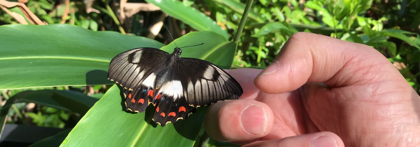 Join a butterfly workshop or survey