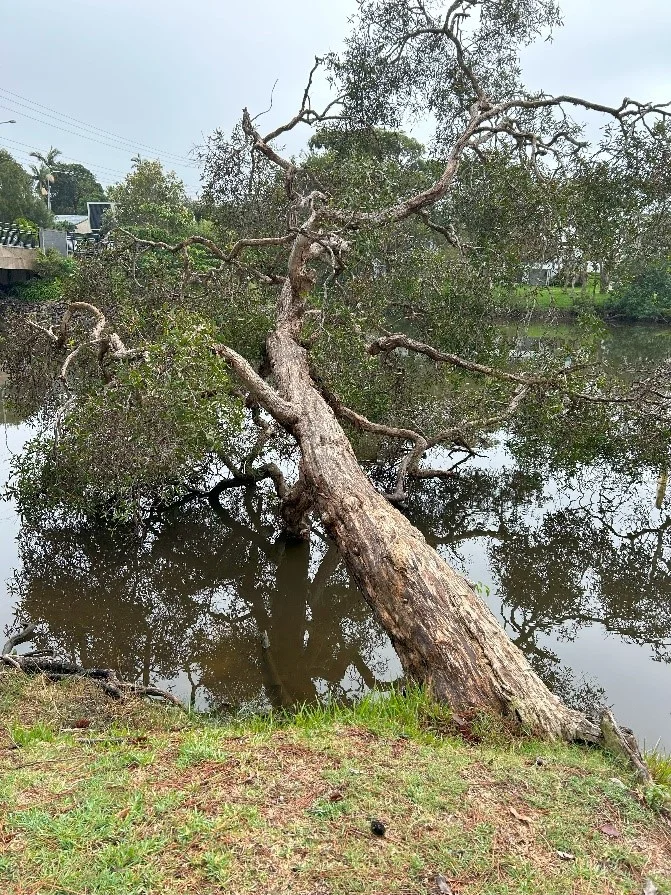 Trees in waterways