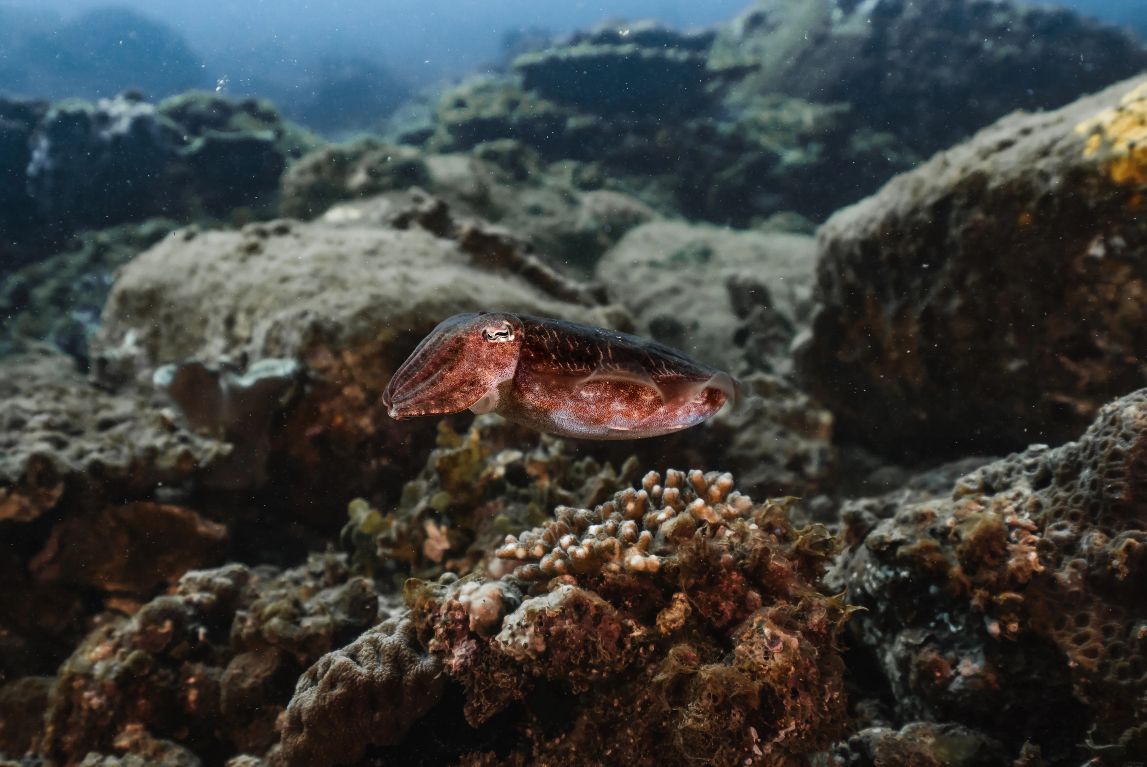 Cuttle fish by Ste Everington