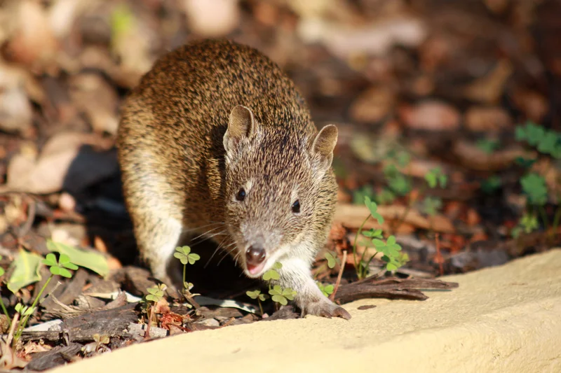 Backyard bandicoots