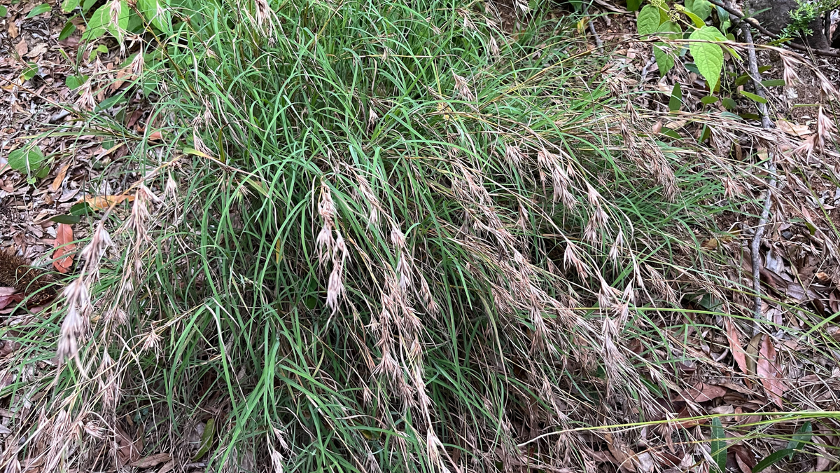 Kangaroo Grass, Themeda triandra