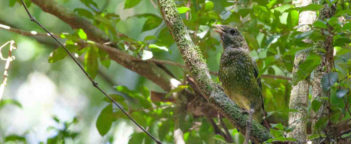 Green catbird