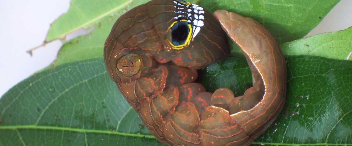 Pink underwing moth