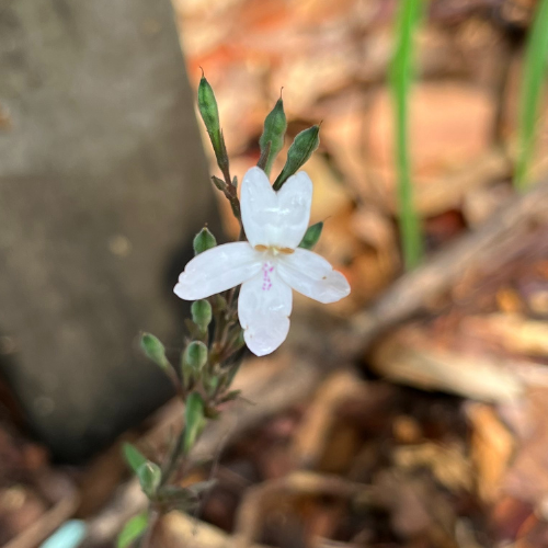 Loveflower macro square.png