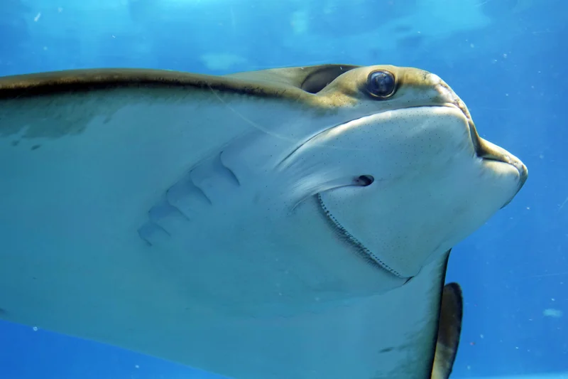 Whitespotted eagle ray