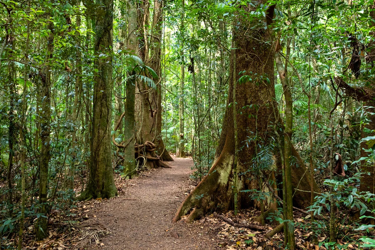 Come and explore the rainforest