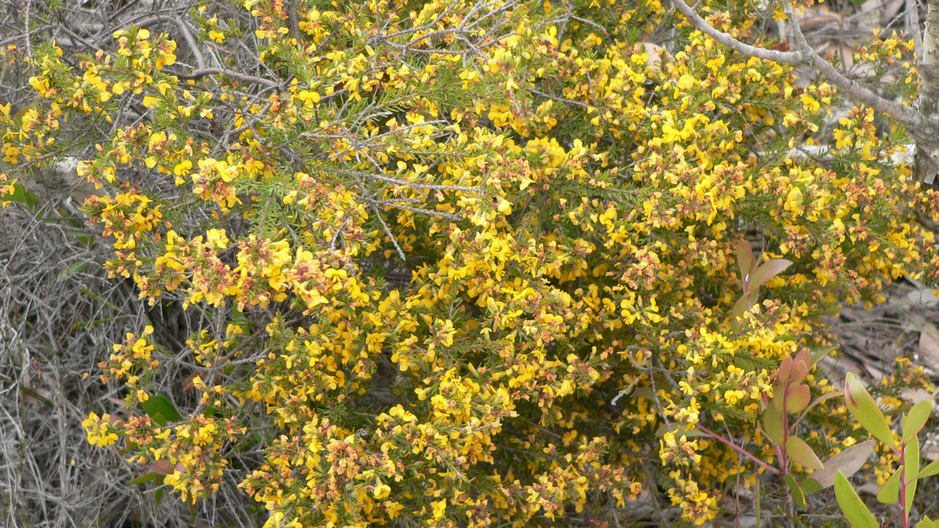 wildflowers
