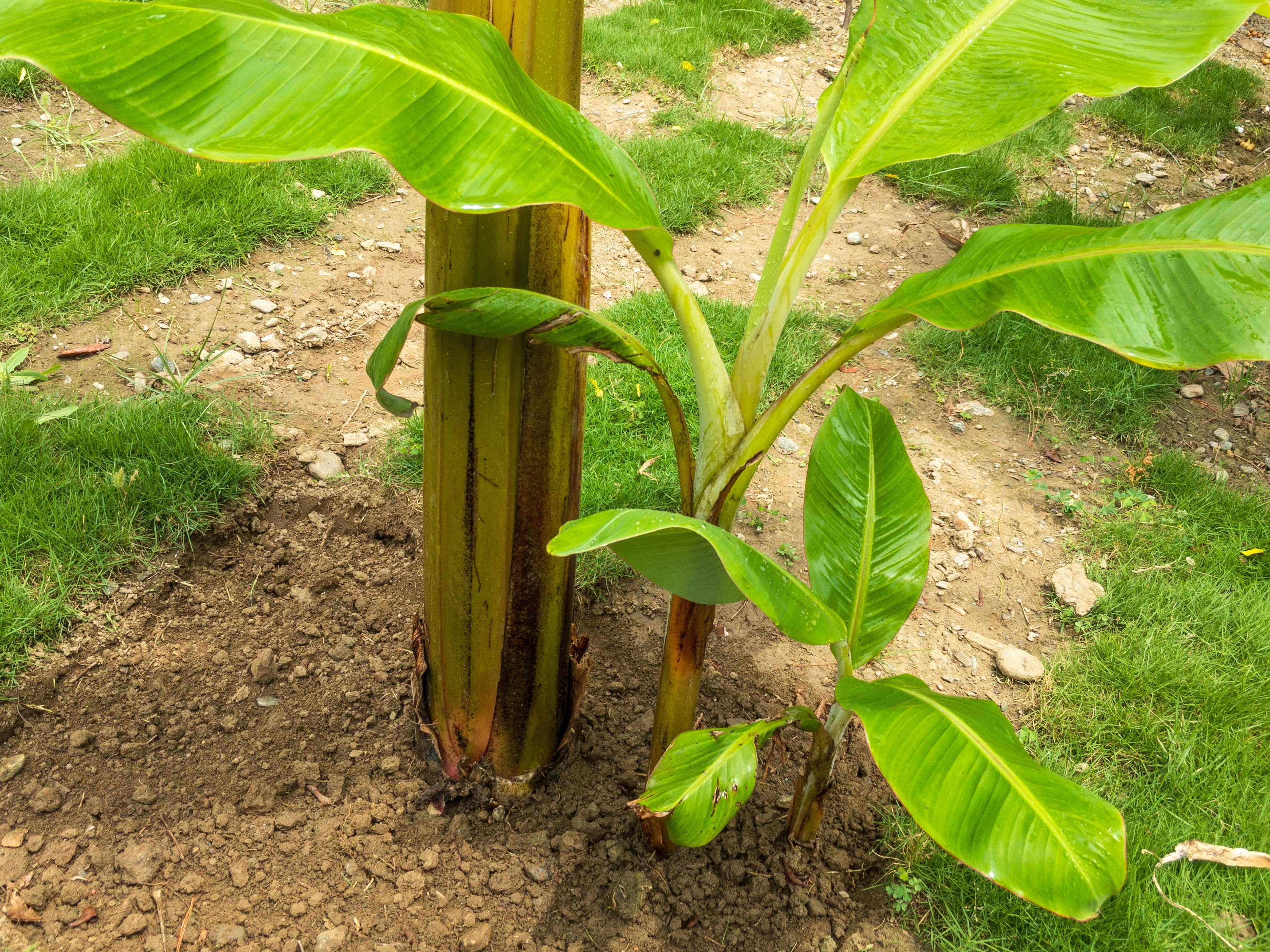 banana sucker and main plant