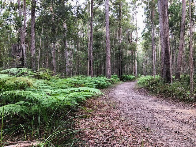 Eumundi Conservation Park trails