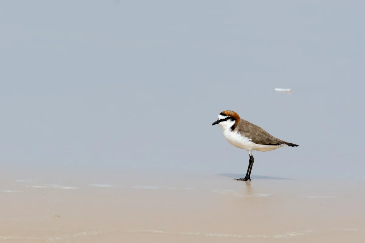 How you can help protect shorebirds