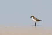 How you can help protect shorebirds