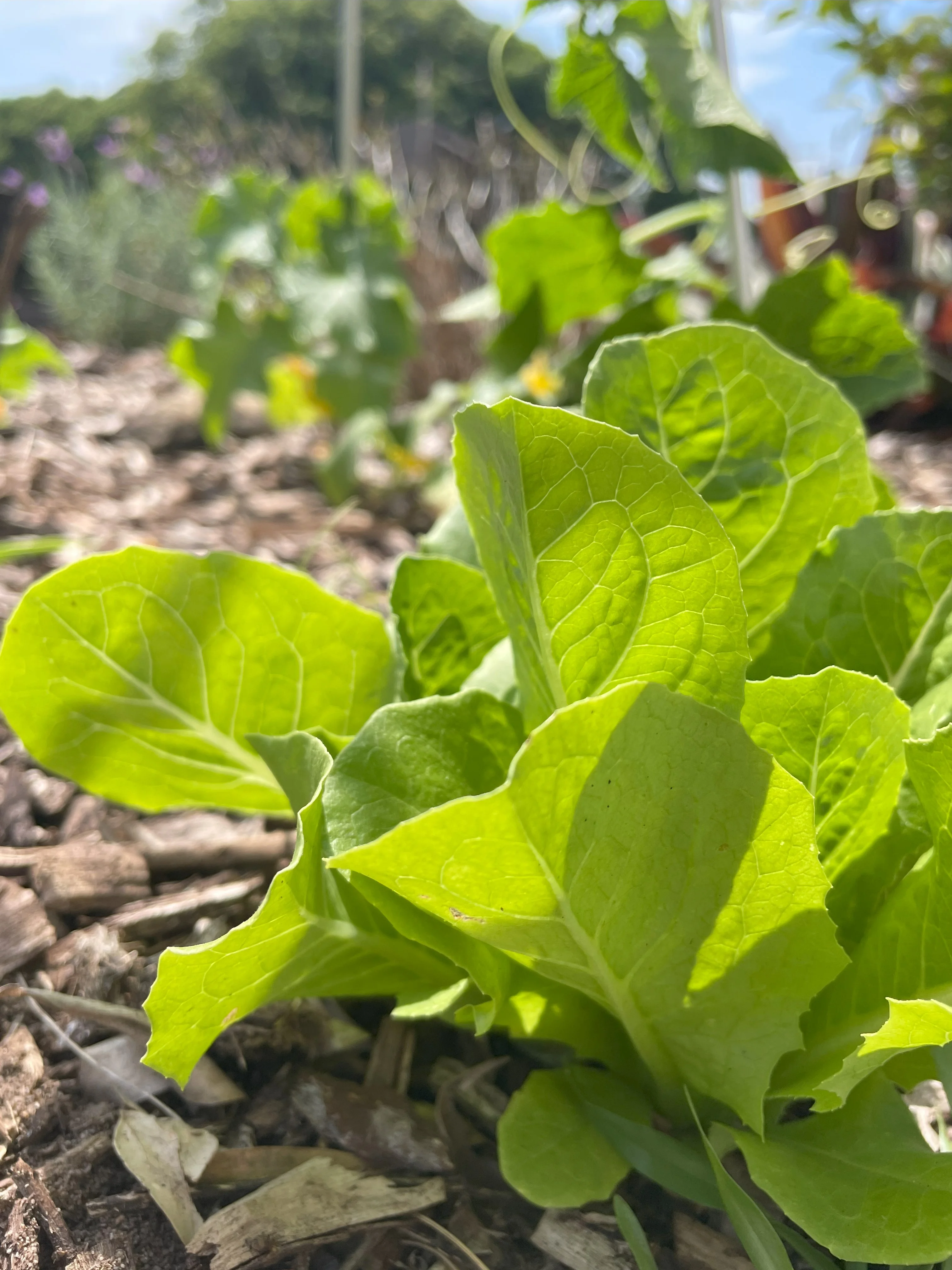 Cos Lettuce