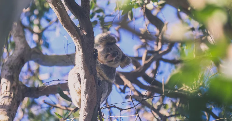 Saving Sunshine Coast Koalas