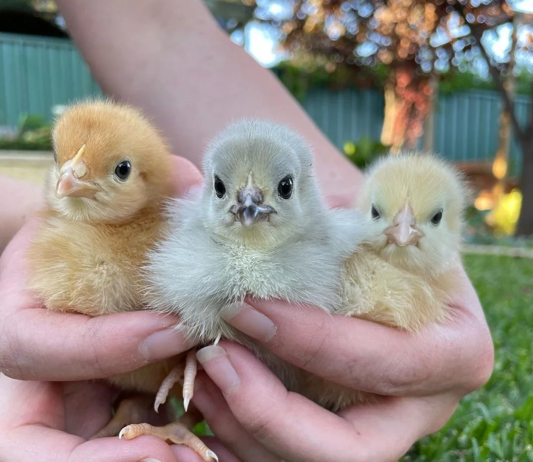 The 2023 Australia's Best Chicken Name winner: Hilary Fluff, Hennifer Aniston and Meryl Cheep.