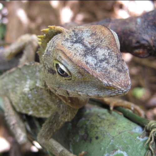 Southern angle-headed dragon