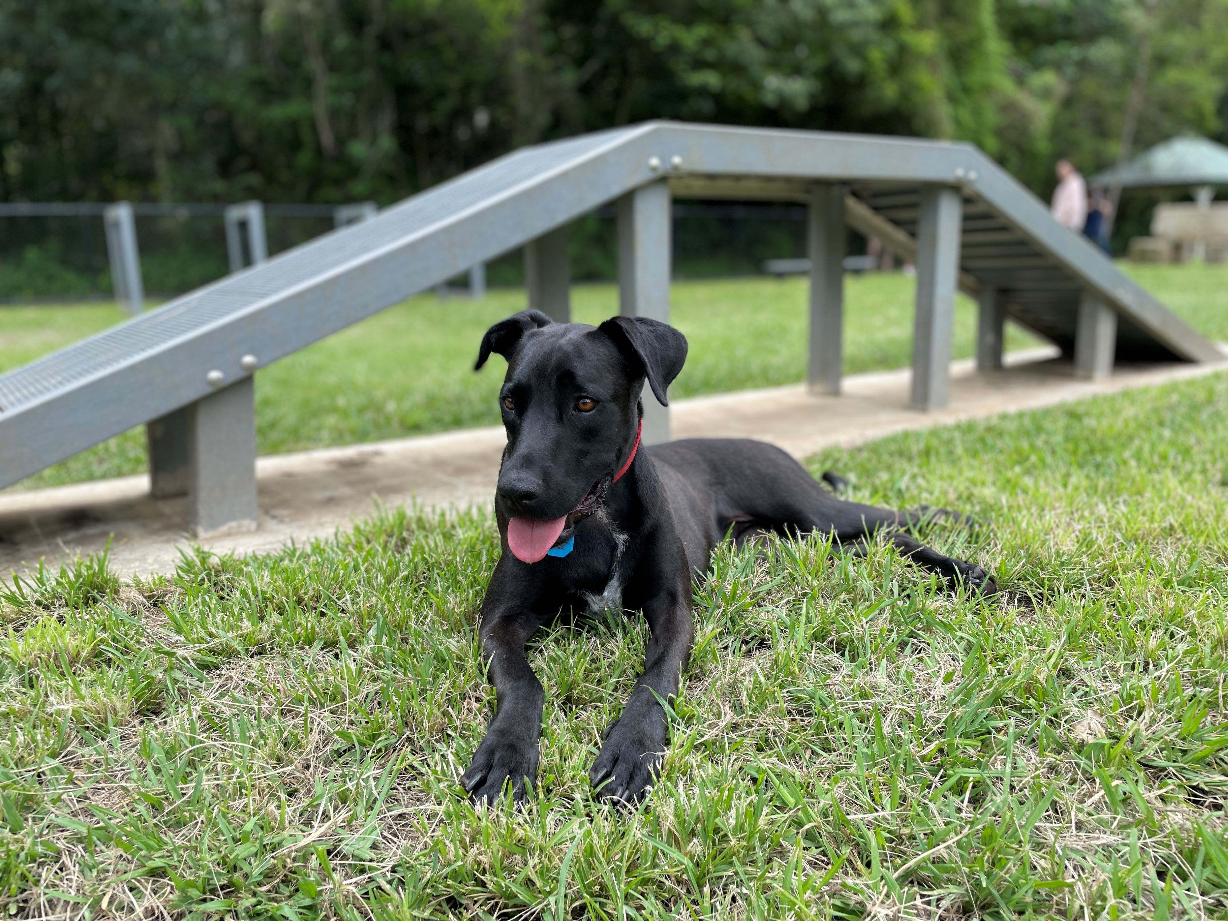 Black dog at dog exercise park, Palmwoods