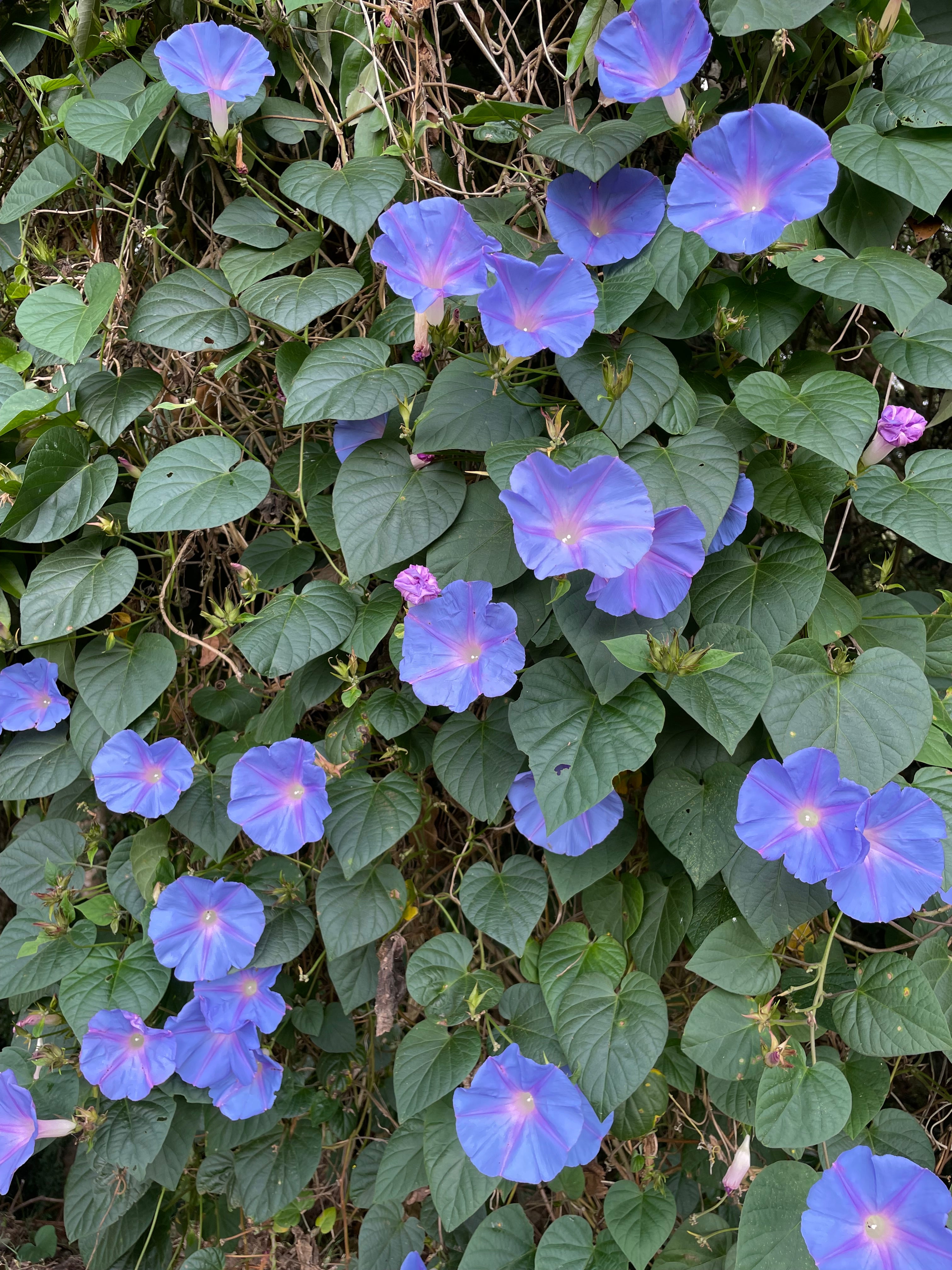 Blue morning glory.