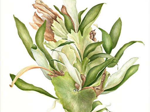 Botanical Art in Colour