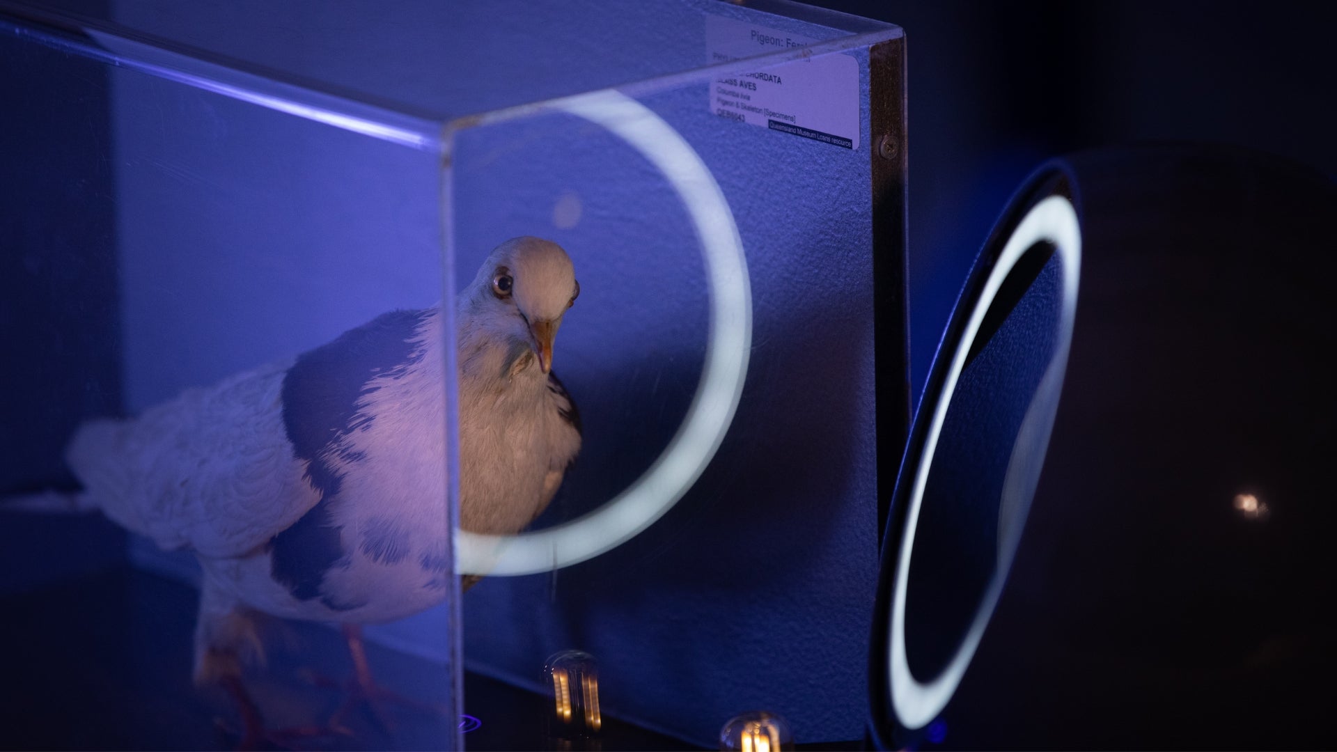 Pigeon Fool Credit_Kate O'Sullivan (5).jpg