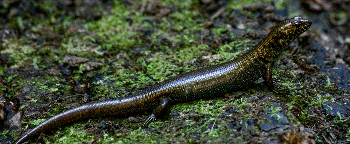 Murray's skink