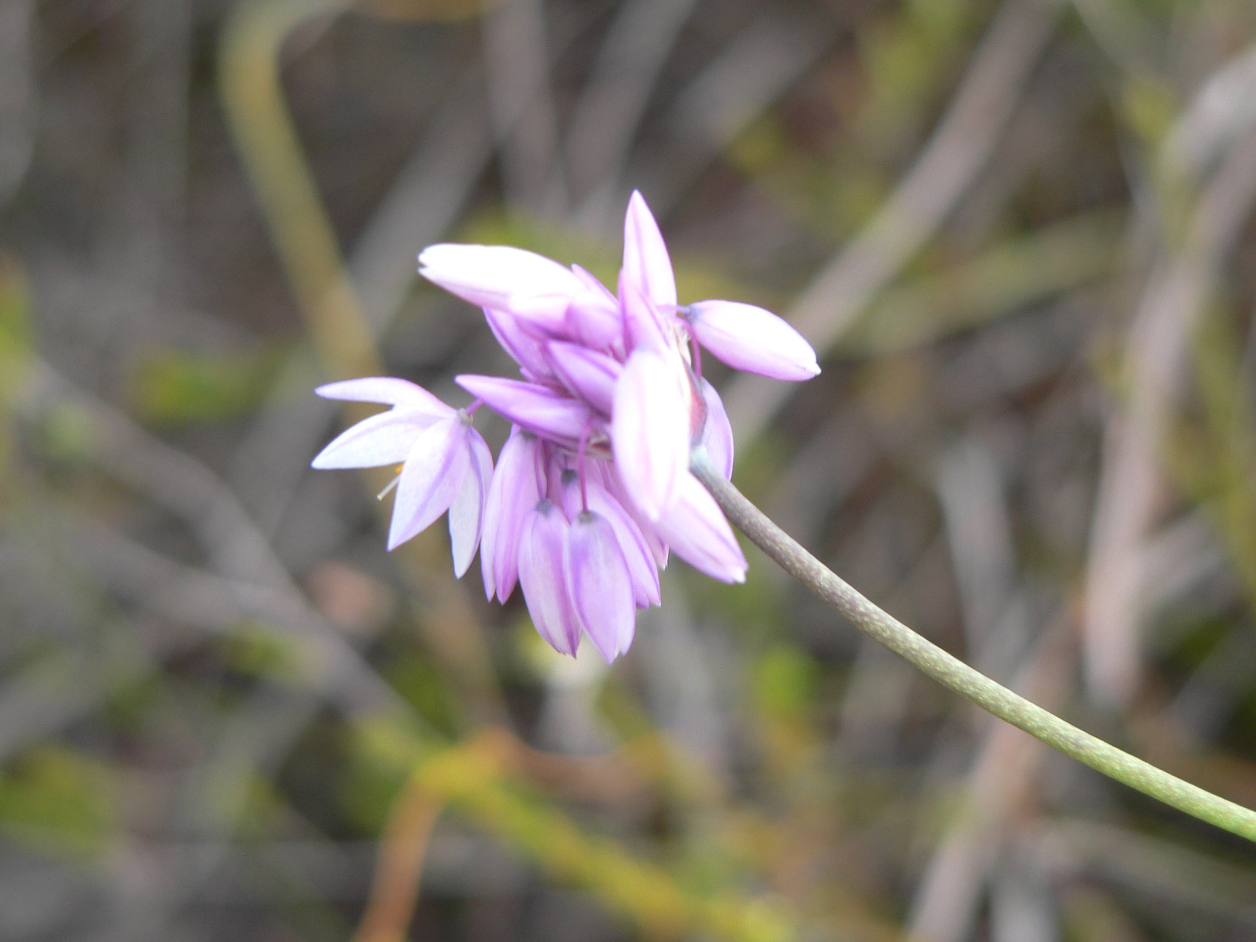 wildlflowers