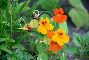 nasturtiums