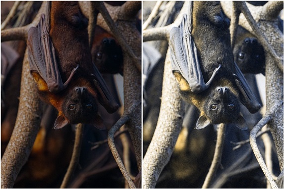 The truth about flying fox vision