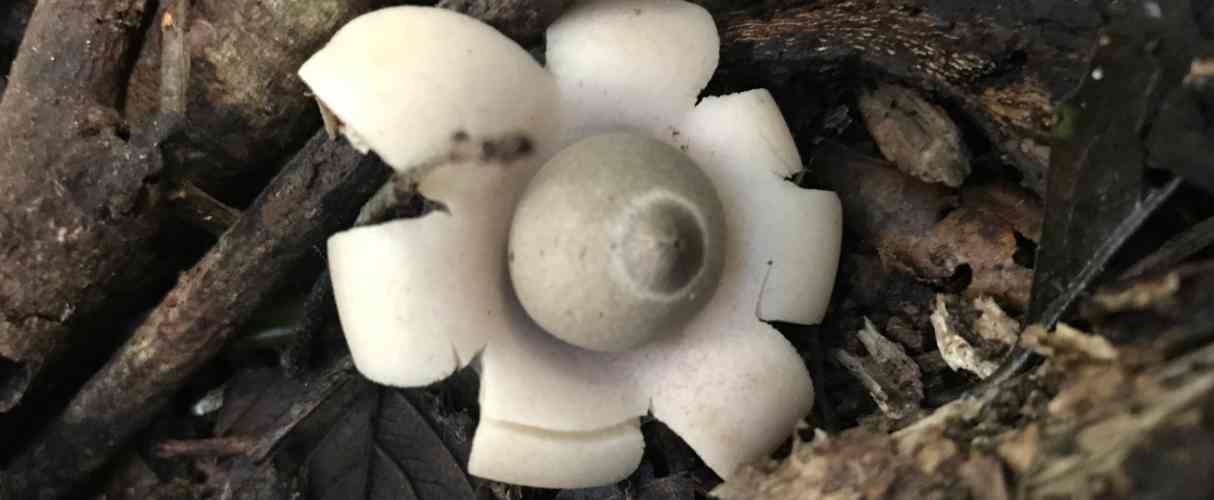 Earthstar