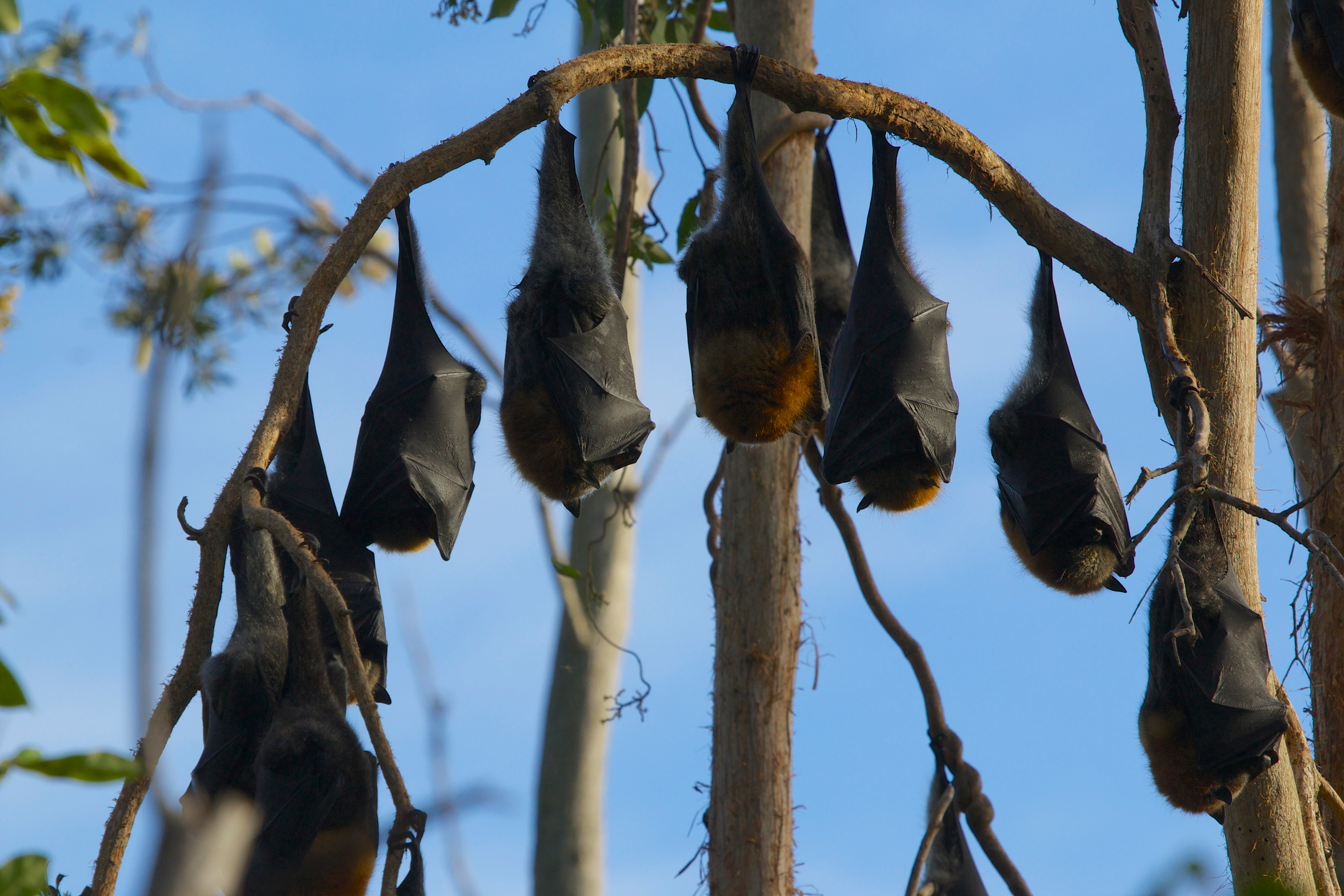 flying foxes roosting