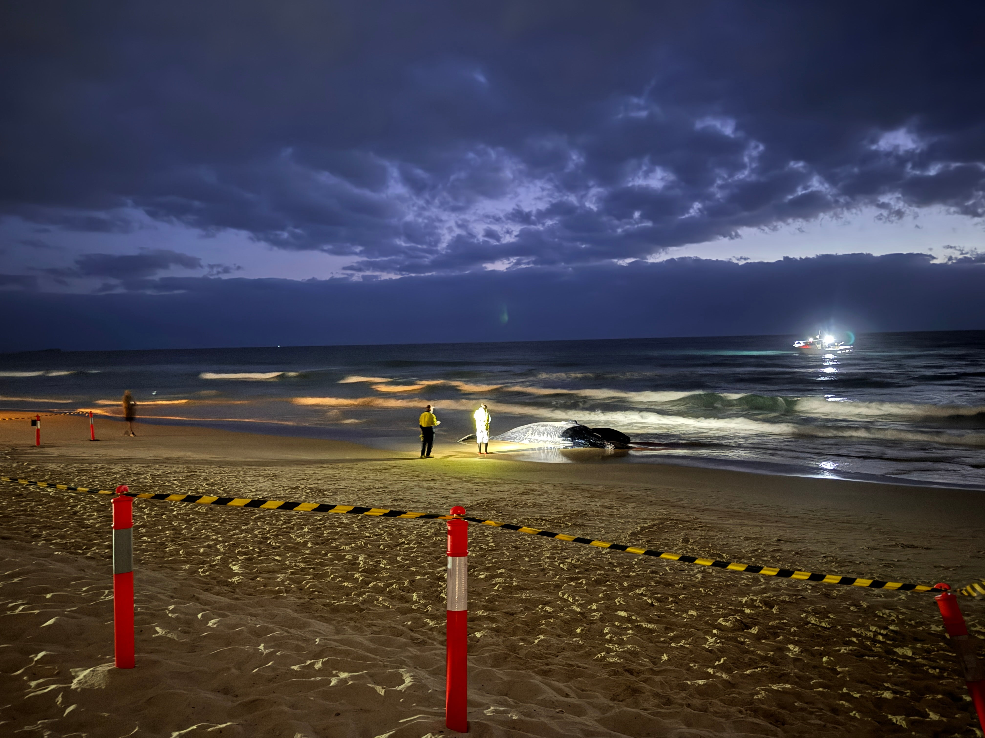exclusion zone created around the whale at Alex beach