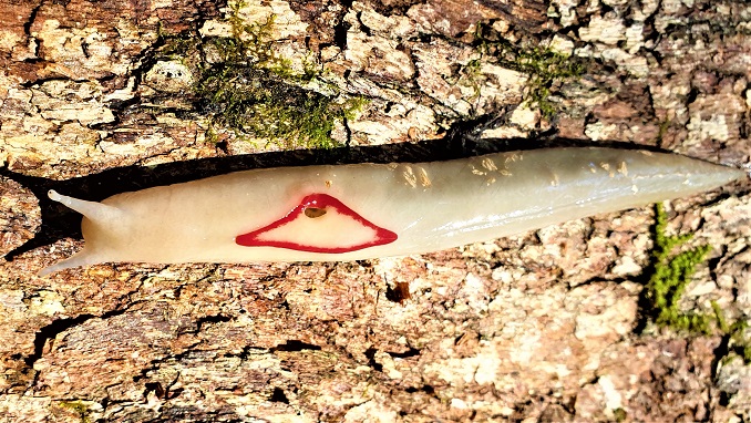 Red triangle slug