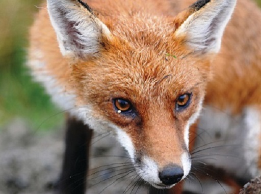 Native wildlife species under threat from the fox