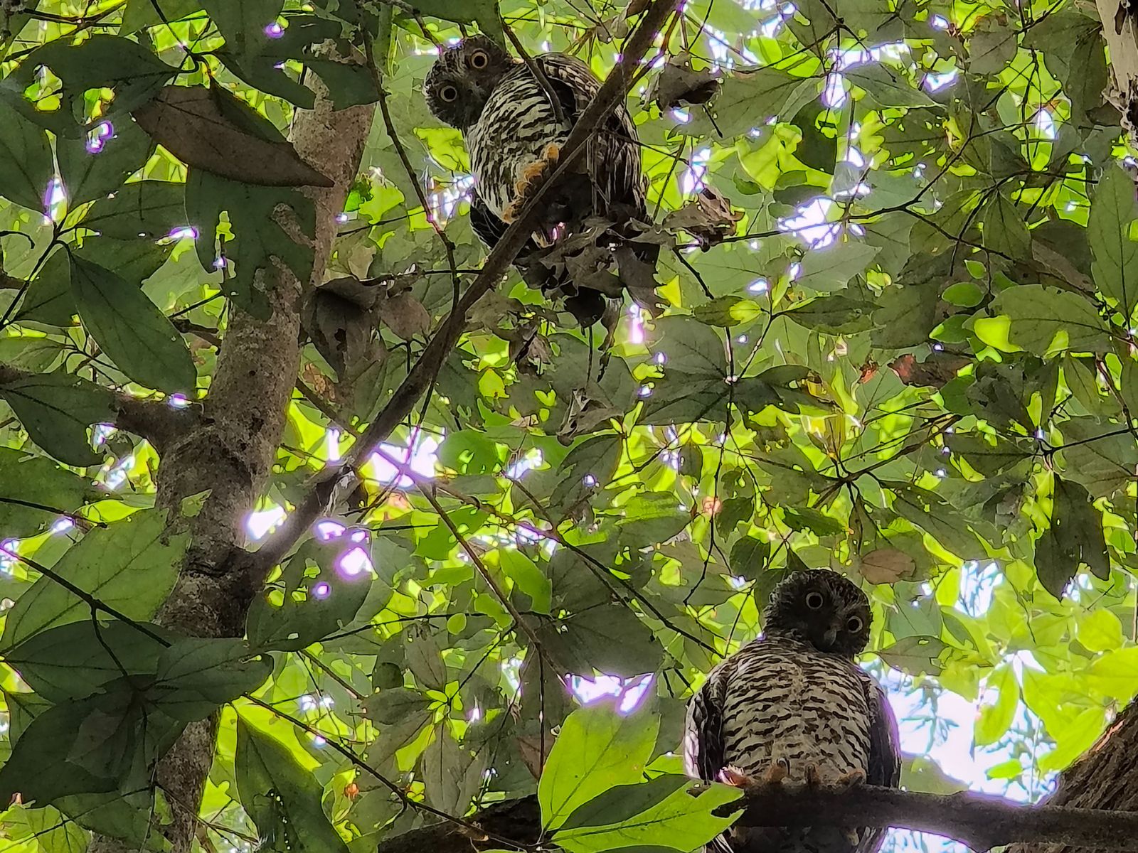 Two powerful owls in a tree.