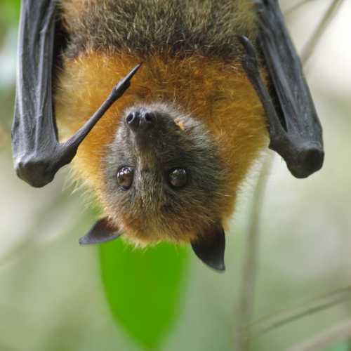 Flying fox