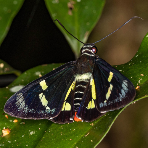 Regent skipper Rod Edmonds square.png